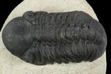 Bargain, Reedops Trilobite - Atchana, Morocco #120048-2